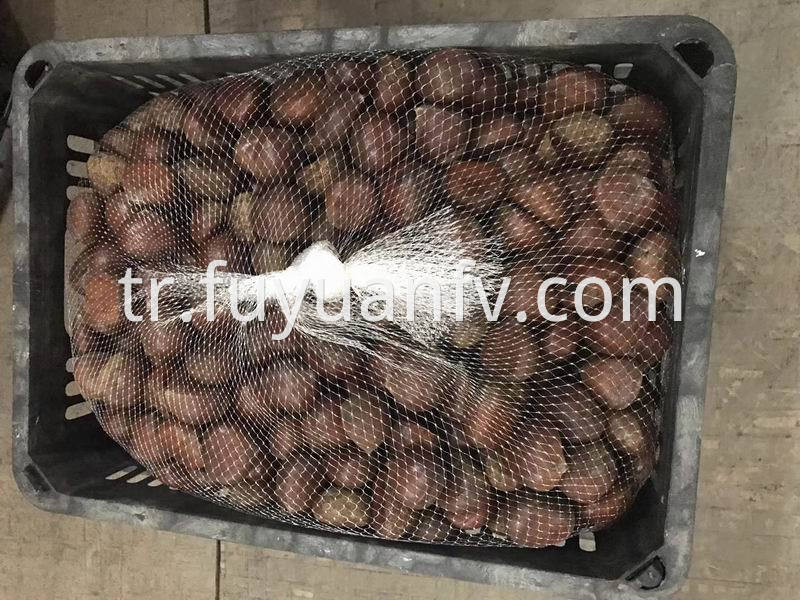 chestnut for USA market